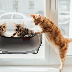 VisualMajesty Studios